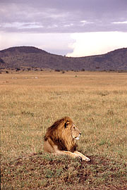 Picture 'KT1_07_06 Lion, Kenya, Masai Mara'